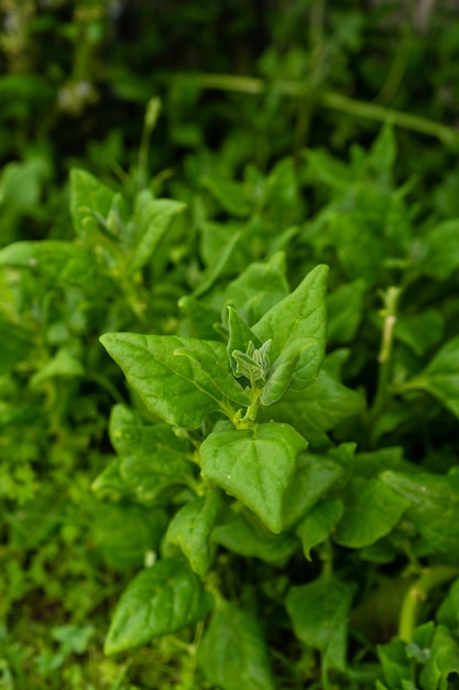 Free photo closeup shot of fresh green plants in the garden