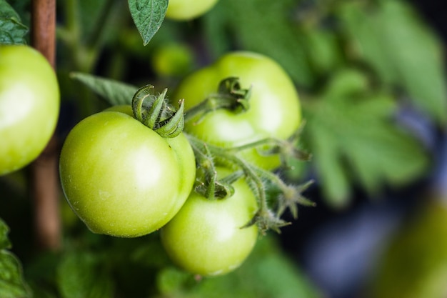 Closeup shot of a fresh green tomato plant growing in a greenhouse