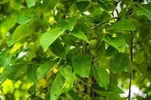 Free photo closeup shot of fresh green young fruits of walnut on a tree branch