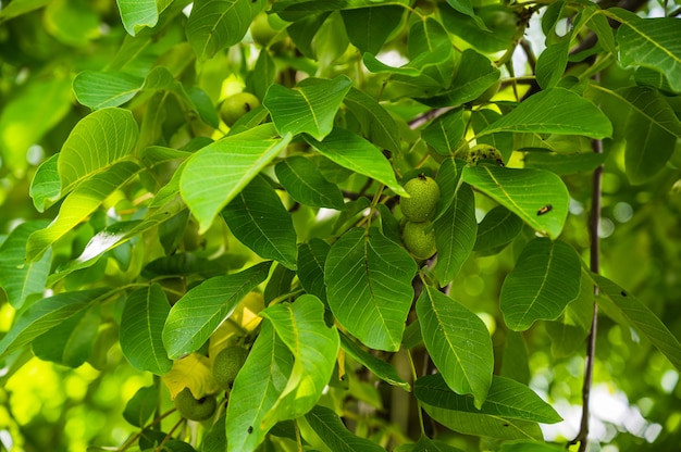 Closeup shot of fresh green young fruits of walnut on a tree branch