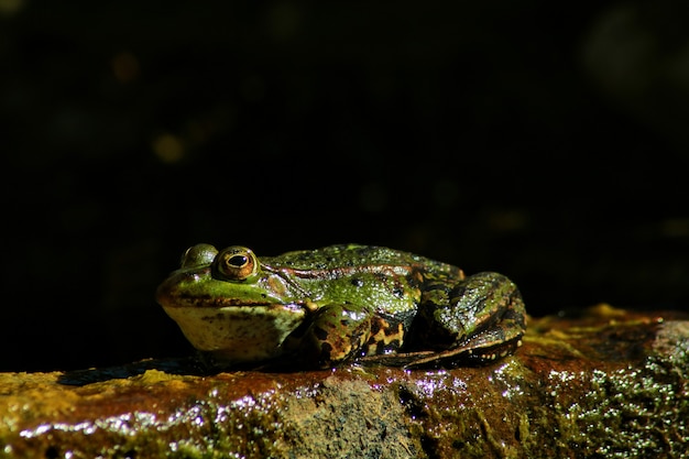 Closeup shot of a frog on a slimy surface in nature