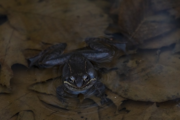 Free Photo closeup shot of a frog swimming in the pond