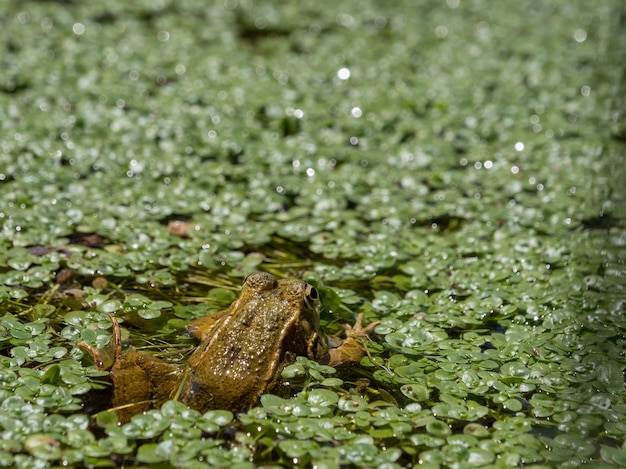 Free Photo closeup shot of from on the swamp with floating green water plants