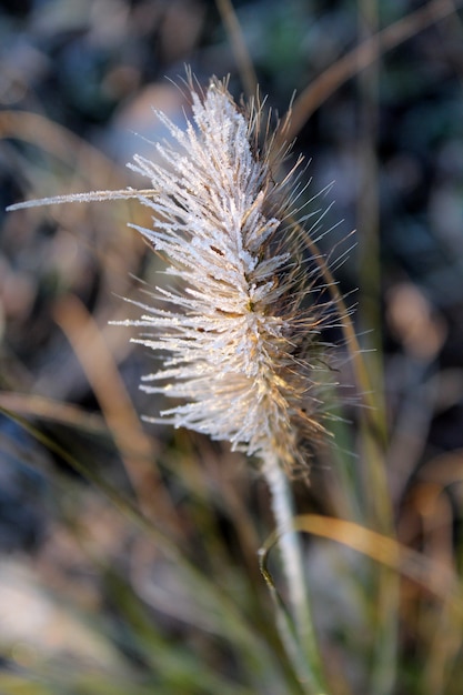 Closeup shot of a frosted plant with a blurred background