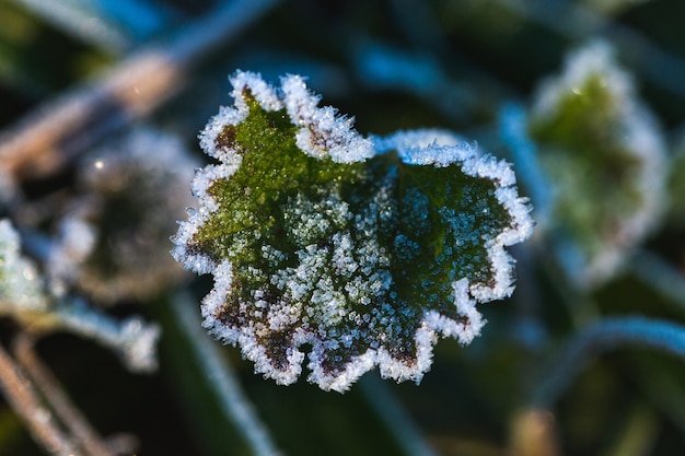 Free photo closeup shot of a frozen leaf in maksimir park in zagreb, croatia at daytime