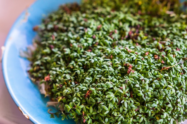 Free photo closeup shot of garden cress placed on a blue plate