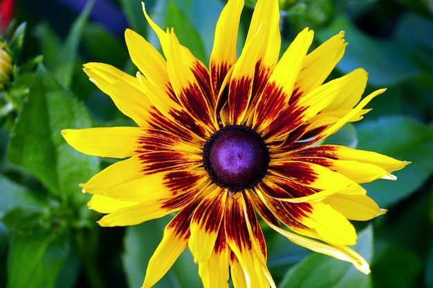 Free photo closeup shot of gazania ridens in south tirol, italy