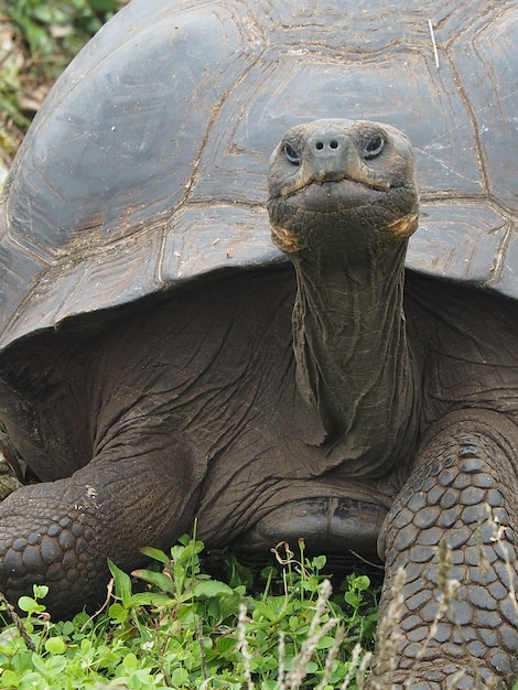 Free Photo closeup shot of a giant turtle