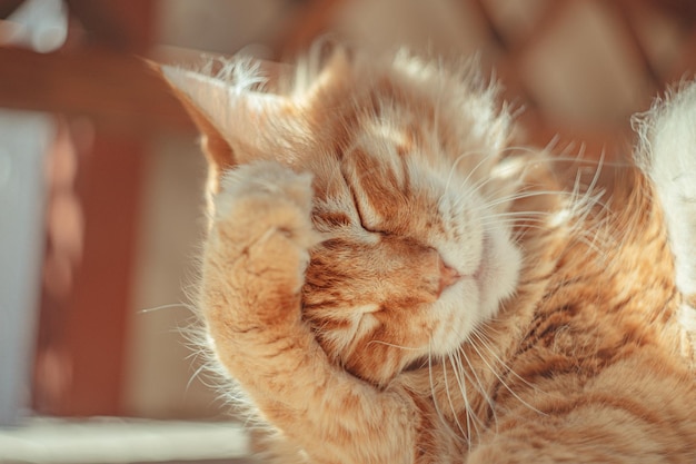 Closeup shot of a ginger cat itching itself with blurred backgroun