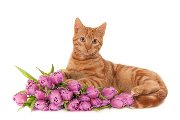 Closeup shot of a ginger cat lying near a bouquet of purple tulips isolated on a white background