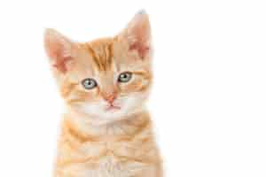 Free photo closeup shot of a ginger kitten with green eyes on a white background