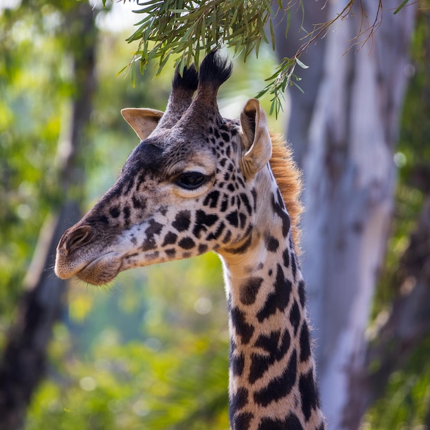 Free Photo closeup shot of the giraffe head against a green background on a sunny day