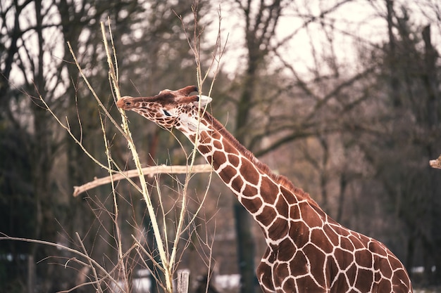 Free photo closeup shot of a giraffe with a beautiful brown coat pattern eating the last leaves of a young tree