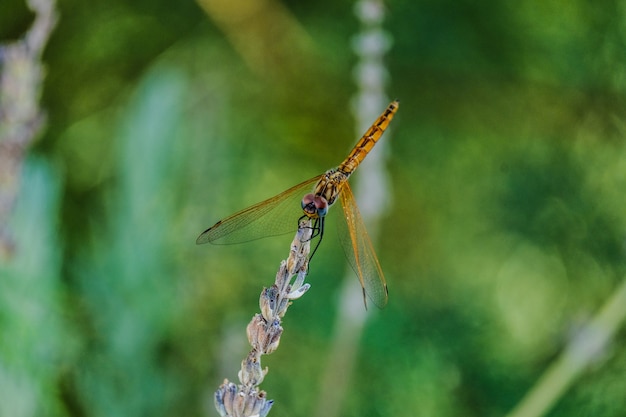 Free Photo closeup shot of a golden dragonfly on a plant