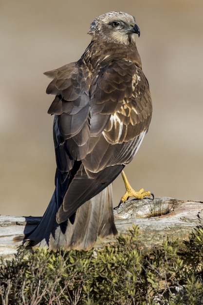 Free Photo closeup shot of a golden eagle perched on wood