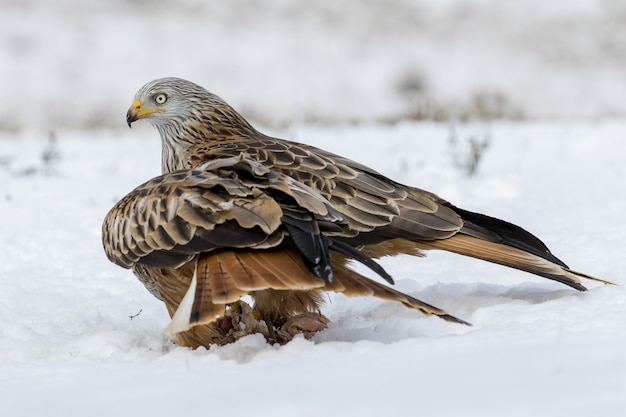 Free photo closeup shot of a golden eagle in the snow with a blurred background