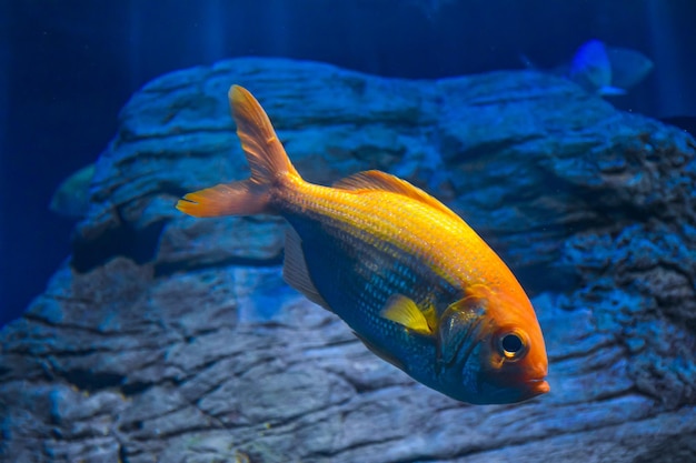 Free Photo closeup shot of a golden fish swimming in an aquarium