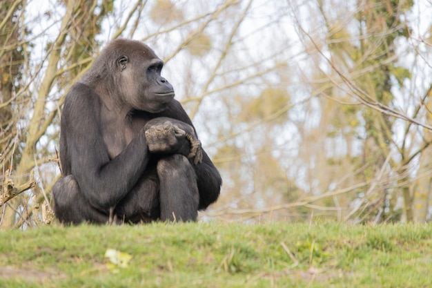 Free photo closeup shot of a gorilla sitting comfortably on a hill and dreamily looking afar