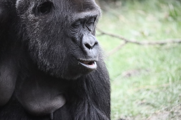 Closeup shot of a gorilla