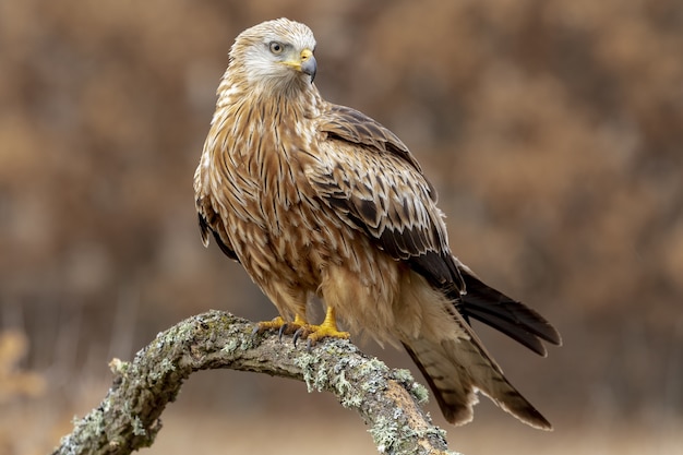 Closeup shot of a goshawk in a field with a blurry background