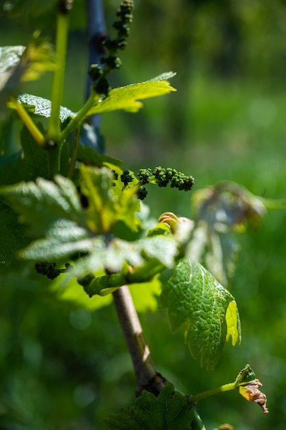 Free photo closeup shot of grape leaves