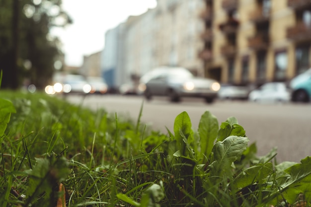 Free photo closeup shot of the grass and the plants on the sidewalk