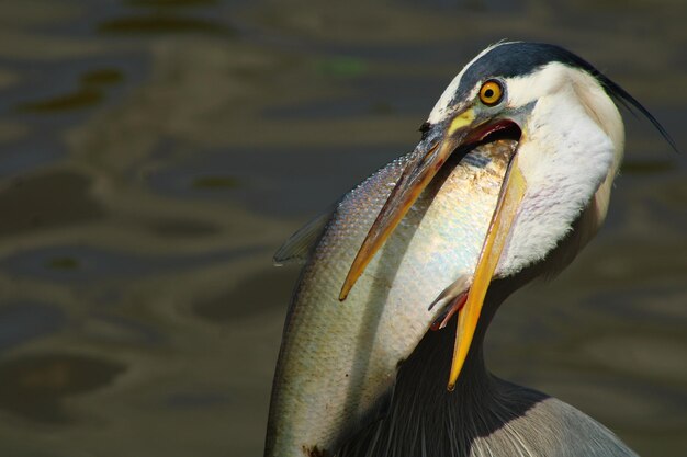 Closeup shot of a gray heron with his beak open in the lake