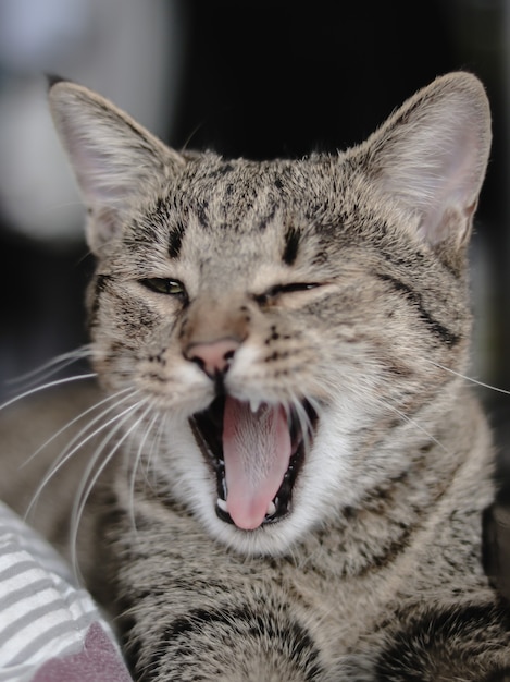 Free photo closeup shot of a gray striped cute cat