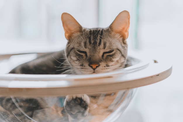 Free photo closeup shot of a gray tabby cat sleeping in a bowl