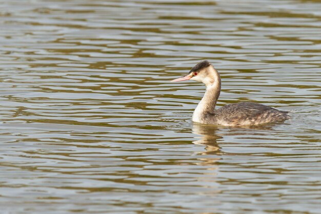 Closeup shot of Great crested grebe swimming on a water