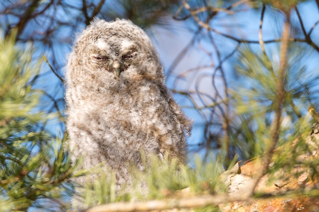 Free photo closeup shot of a great grey owl with closed eyes perched on a tree branch