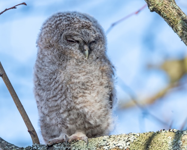 Free photo closeup shot of a great grey owl with closed eyes perched on a tree branch