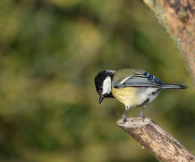 Free photo closeup shot of a great tit bird on a branch