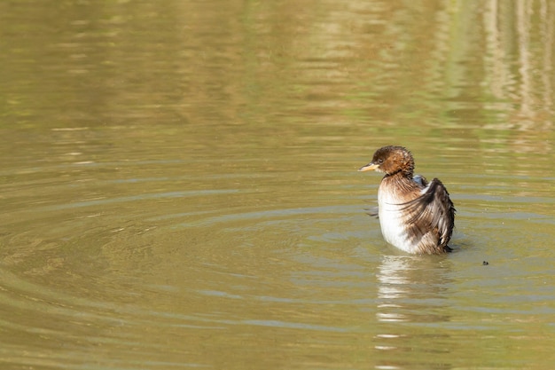 Free Photo closeup shot of a grebe in the water