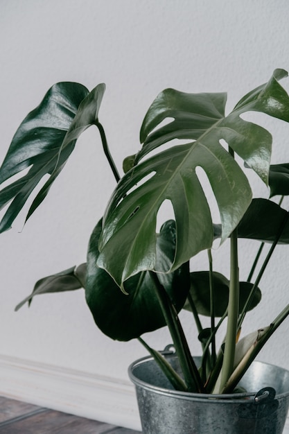 Closeup shot of a green artificial houseplant