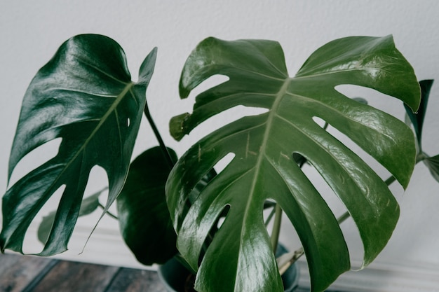 Closeup shot of a green artificial houseplant