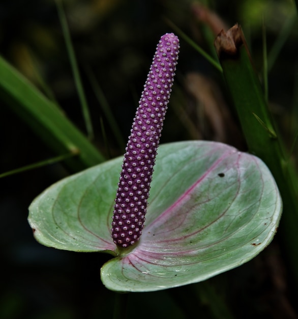 Free photo closeup shot of a green calla flower with a long purple stamen