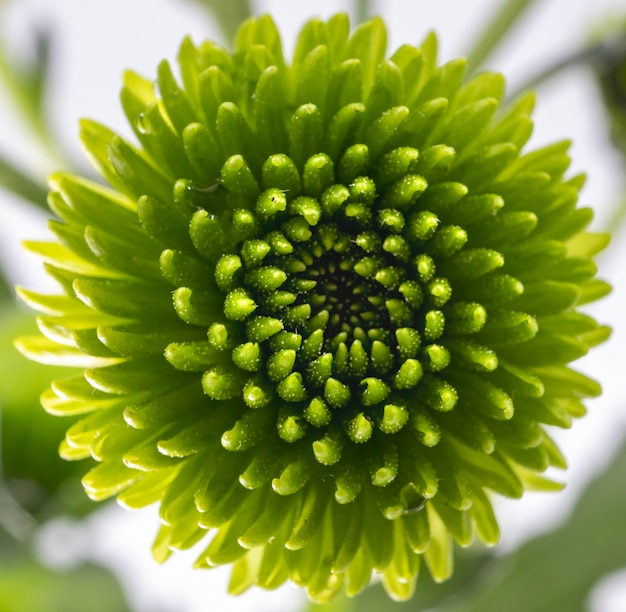 Closeup shot of a green Chrysanthemum flower