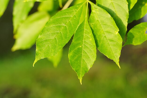 Closeup shot of green fresh leaves on a blurred background