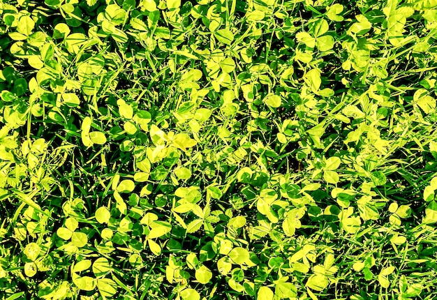 Free Photo closeup shot of green grass in the canary islands