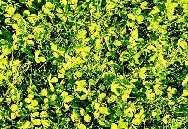 Closeup shot of green grass in the Canary Islands