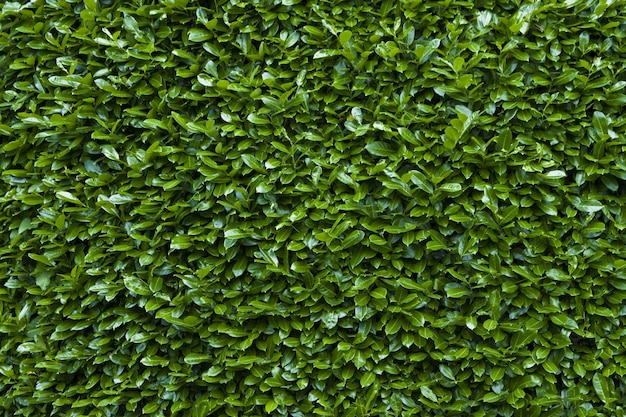 Free Photo closeup shot of the green hedge texture background