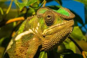 Free photo closeup shot of a green iguana