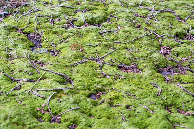 Closeup shot of a green land covered with moss in a forest