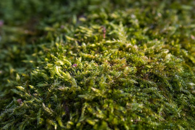 Free photo closeup shot of green lawn