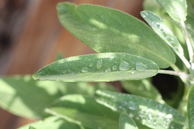 Free Photo closeup shot of a green-leaved sage plant under the sunlight