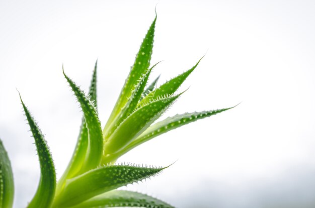 Closeup shot of the green leaves of an aloe plant