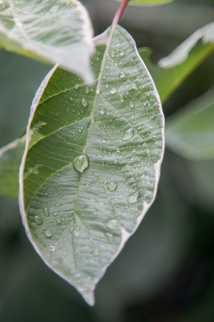 Closeup shot of green leaves covered with dewdrops