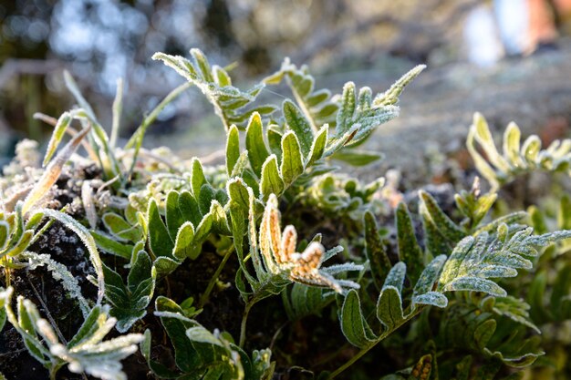 Closeup shot of the green leaves covered with frost in the forest