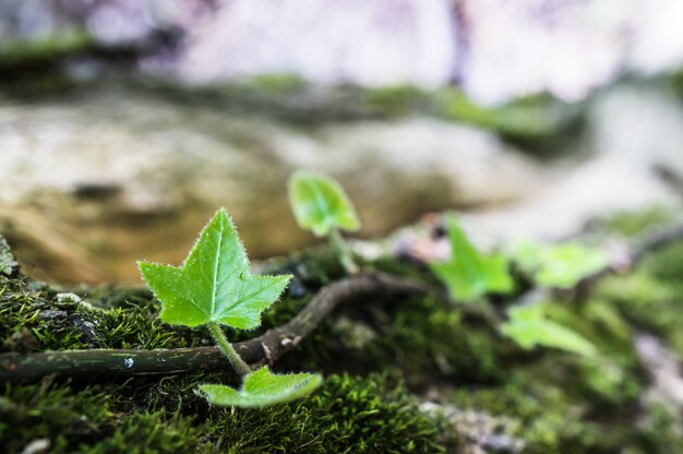 Closeup shot of green leaves of a plant in a forest